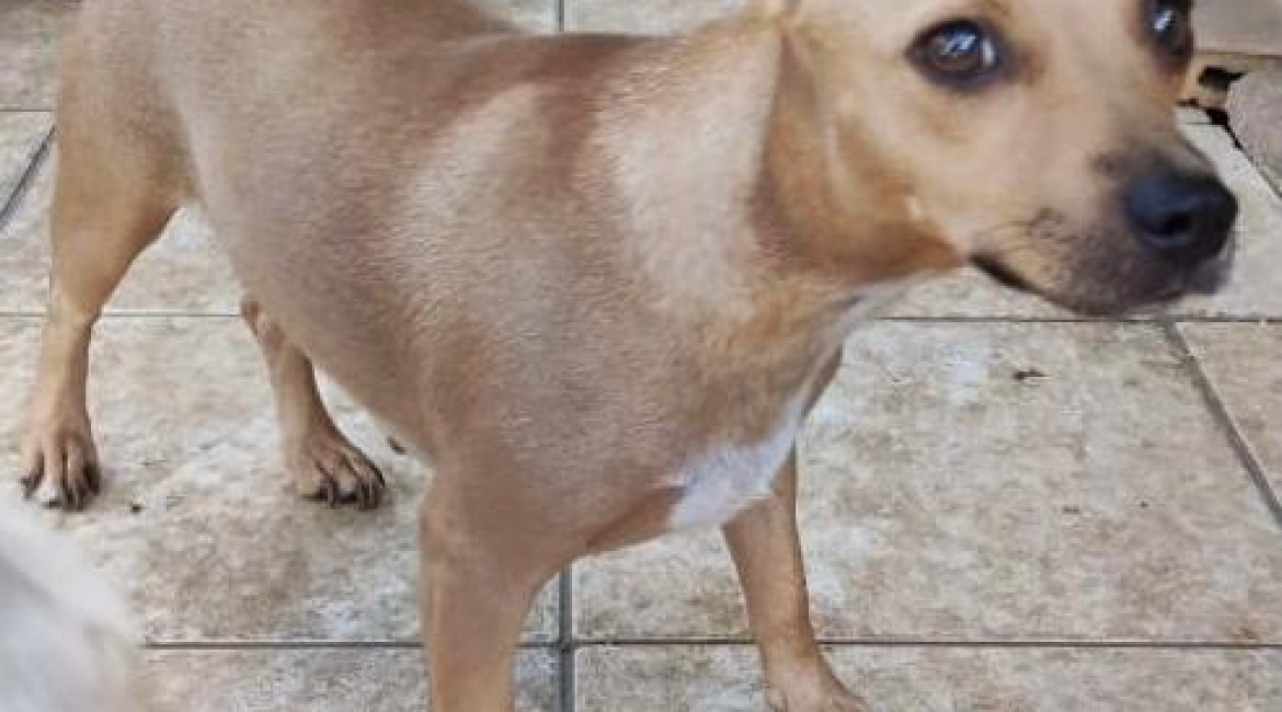 Chiens à adopter